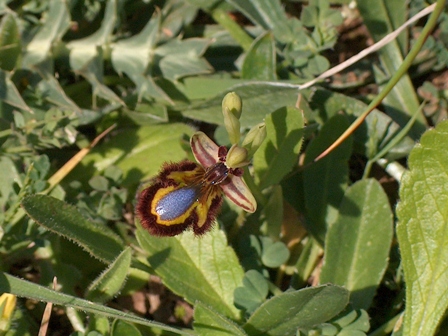 Vi sottopongo anche queste Ophrys